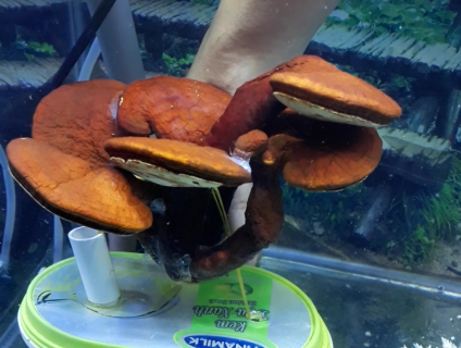 Linh chi lũa - lũa thảo dược đầu tiên tại VN