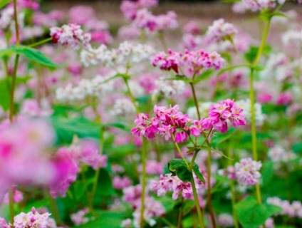 ngắm hoa Tam Giác Mạch