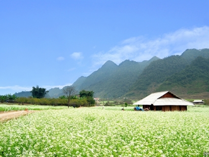 tour Du Lịch Mộc Châu