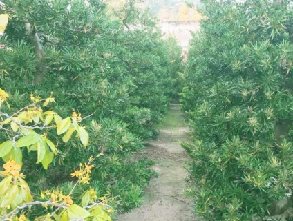 Cần Bán Gấp 400 cây Vạn Niên Tùng