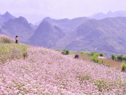 CÓ HẸN VỚI HÀ GIANG MÙA HOA TAM GIÁC MẠCH ❤