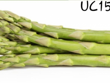 Hạt giống măng tây UC157 F1,