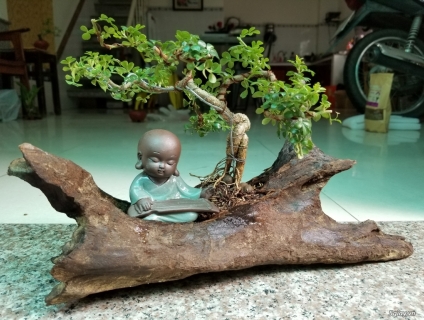 Bonsai mini để bàn