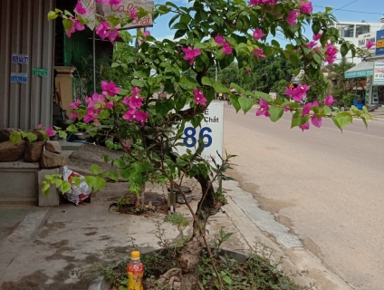 Cần bán cây hoa giấy