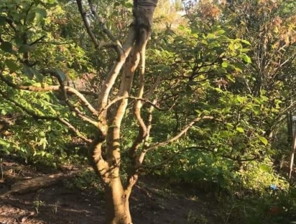 Bán cây sung dáng độc