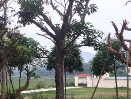 Bán cây chay cổ thụ tại Phước Long