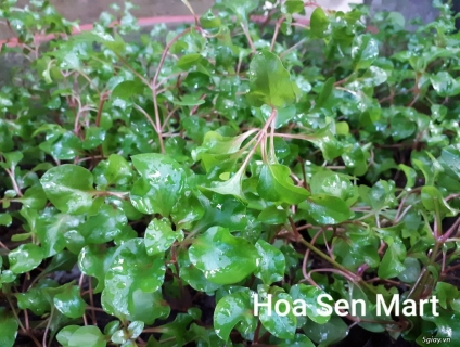 Cung Cấp Rau giống Xà Lách Xoong Nhật