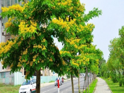 Bán cây giáng hương giá rẻ tại Bình Long