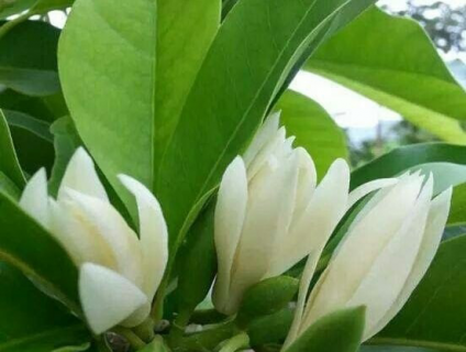 Bán cây ngọc lan cổ thụ tại Bình Long