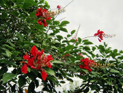 Bán cây osaka đỏ tại Bình Long