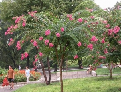 Bán cây tường vy công trình tại Bình Long