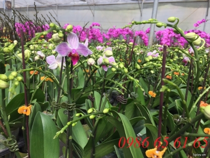 hoa lan hồ điệp lễ  20-10