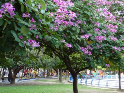 Bán cây móng bò công trình tại Bình Long