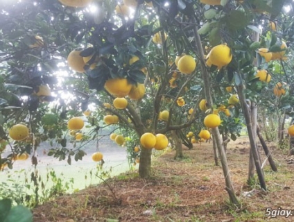 Hợp tác xã Mường Bi - Cung cấp nông sản sạch vùng Tây Bắc