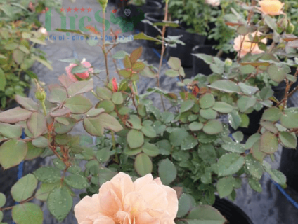 Những lưu ý khi trồng hoa hồng trong nhà kính