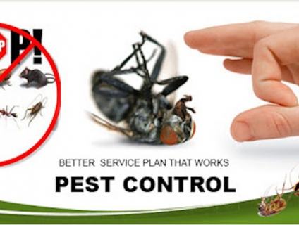 Dịch vụ diệt côn trùng  Top những cách làm hiệu quả và đơn giản tạinhà