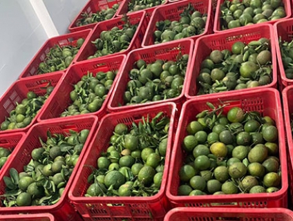 Bán cam sành Vĩnh long Loại 1