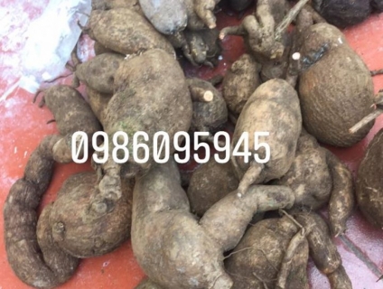 Củ Dòm Đỏ(củ gà ấp)cây thuốc đặc trị bệnh xương khớp