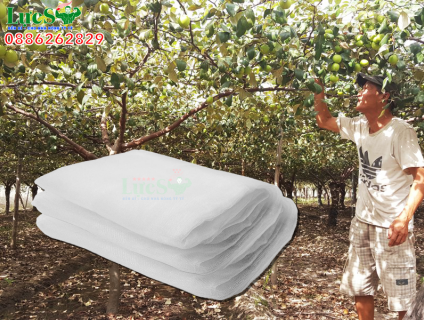 Lưới trùm táo ngăn chặn ruồi vàng hiệu quả