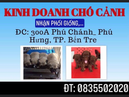 Bến tre nhận phối giống cún cảnh