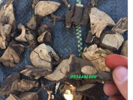 Cây thuốc quý trị bệnh u hạch,ung thư và thải độc cơ thể