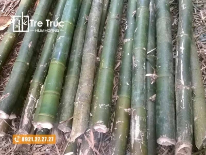 Địa chỉ bán cây hóp đá giá rẻ chất lượng tại TPHCM