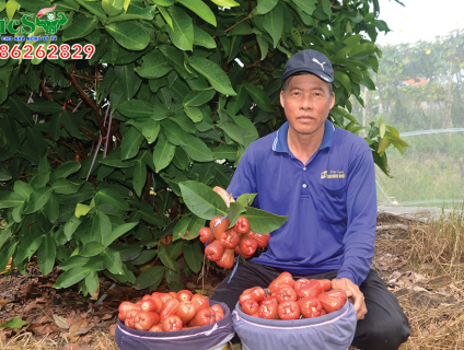 Lưới trùm mận – Giải pháp trị sâu bệnh đem lại nhiều hiệu quả