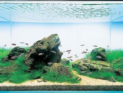 NanoAqua - Nhận set up và tư vấn hồ Thủy Sinh các loại giá phải chăng