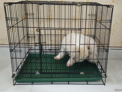 Chuồng Chó Giá Cực Rẻ