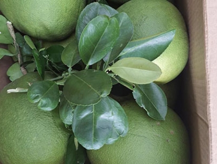 Bưởi da xanh bến tre giá sỉ