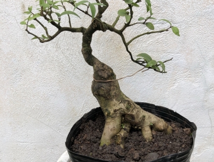 Bán cây mct thuần chậu dáng thế