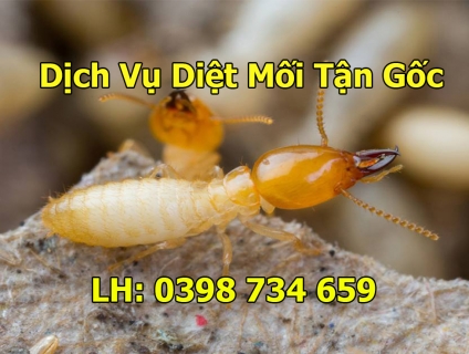 Dịch vụ diệt mối tại bình dương - dietmoiminhlong