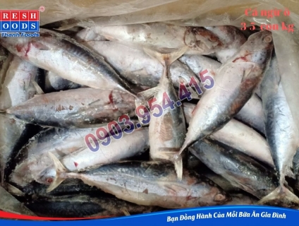 Cá ngừ ồ đông lạnh phân phối suất ăn CN