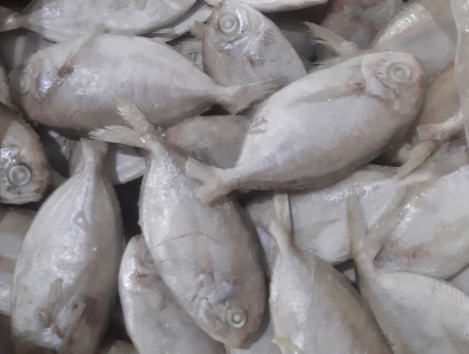 Cần bán cá tín đông lạnh sỉ và lẻ
