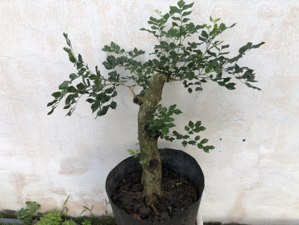 Bán cây phôi Nguyệt quế trực lắc h22,c55