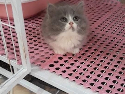 Bán mèo anh lông ngắn giá tốt nhất giao hàng toàn quốc