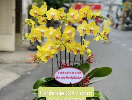 Shop hoa 247 chuyên cung cấp lan hồ điệp giá sỉ nổi tiếng nhất tphcm