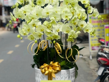 Shop lan hồ điệp chuyên cung cấp sỉ lẻ lan cao cấp Apollo lớn nhất hcm