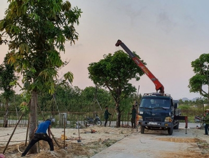 Dịch vụ cắt tỉa cây xanh Tam Kỳ Quảng Nam uy tín giá rẻ