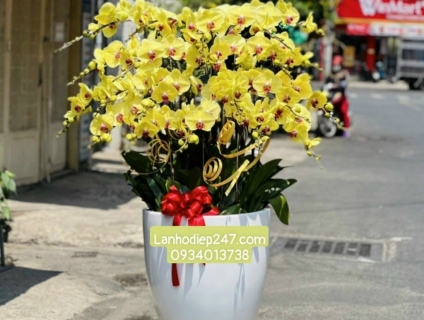 Shop hoa hcm chuyên bán lan hồ điệp loại A cao cấp rẻ nhất thị trường