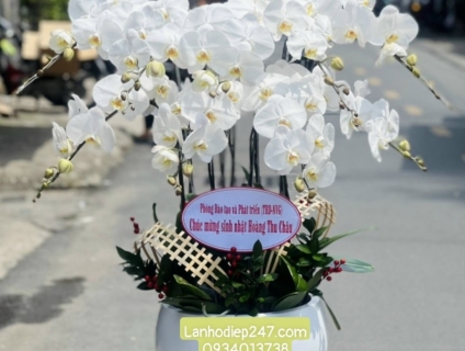 Những chậu Lan Hồ Điệp phối hợp đặc sắc nhất tại Hoa Lan 247 Sài Gòn