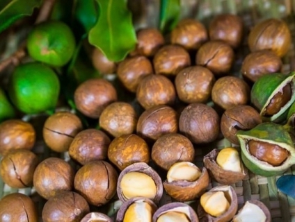 Đặc sản Tây Nguyên - Hạt macca sấy