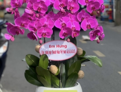 Shop hoa tươi tphcm phục vụ 24/7 chuyên bán Lan Hồ Điệp cao cấp nhất