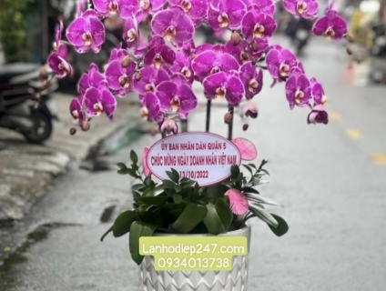 Dịch vụ điện hoa 24/7 uy tín tại sài gòn chuyên Lan Hồ Điệp đẹp nhất