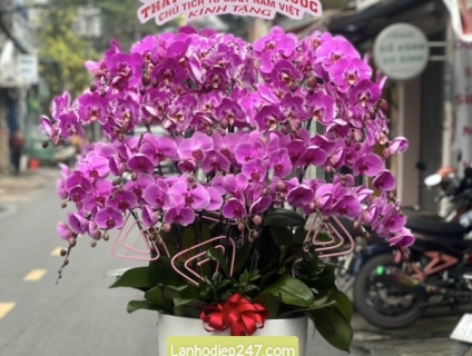 Shop hoa tươi 24/7 tphcm chuyên phân phối Lan Hồ Điệp cao cấp uy tín