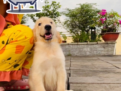 Golden thuần chủng giá tốt – HCM