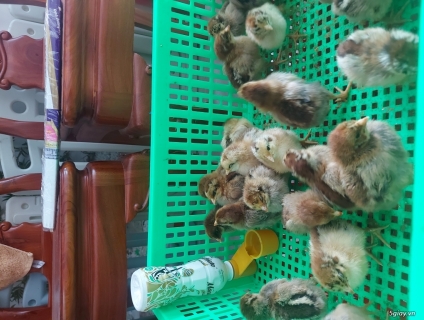 Gà lương phượng giống 1 tuần tuổi .