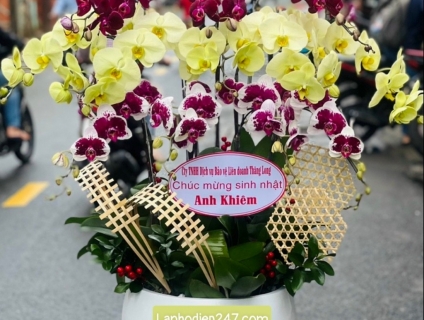 Shop Lan Hồ Điệp tphcm 24/7 cao cấp chất lượng - Điện hoa nhanh 24h