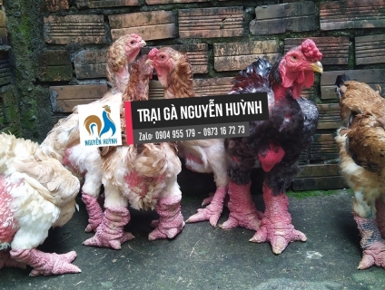 Gà đông tảo cần thơ