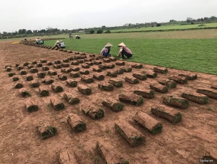 Cỏ Nhung Nhật giá gốc tại Bắc Giang - 0336689899